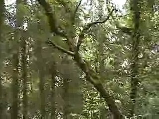 BOARDS OF CANADA - SUNSHINE RECORDER