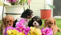Cavalier Puppies Arrange Flower Bouquet, Not Professional Florists - Puppy Love