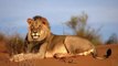 Leopard Attacks Python in Kruger - 3rd September 22 - Latest Sightings