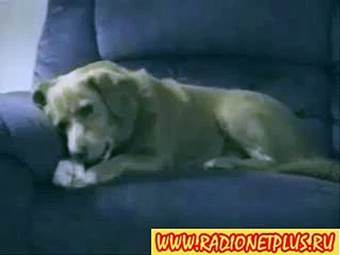 злая собака