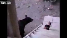 Кот даёт отпор мише!