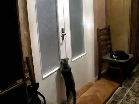 Кот открывает дверь!