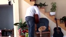 Кошачья месть