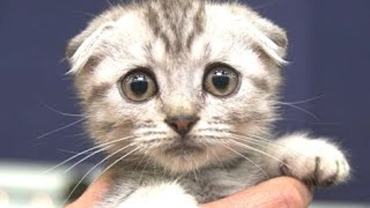 Gatos Lindos Un Lindo Gato Vídeos Compilación De 2022-2023