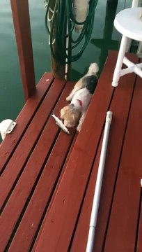 Собака и живая рыба