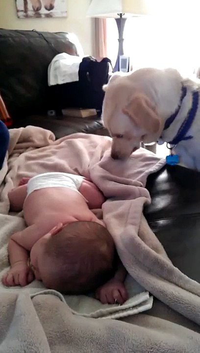 Собака укладывает ребёнка