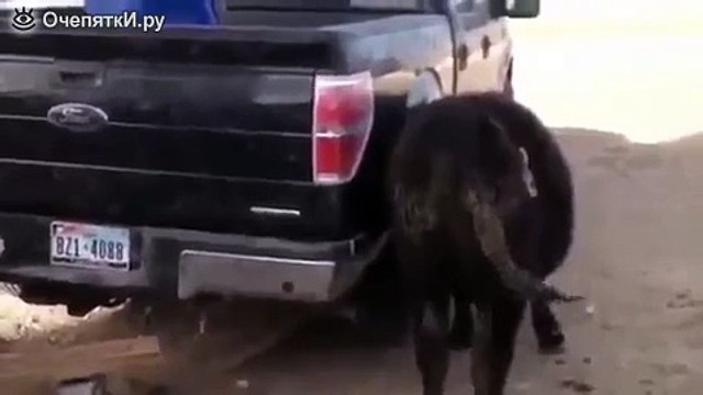 И как она туда попала