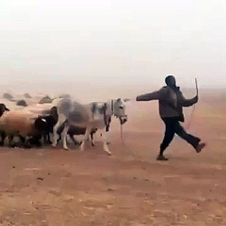 soluite with donkey amazing video