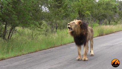 Unusual Lion Behavior (With 2 Sets of Roaring) - 14 January 2013 - Latest Sightings