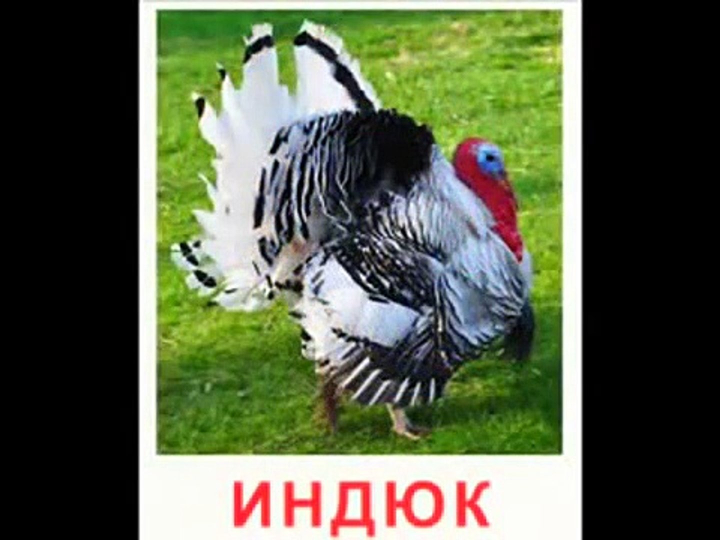 ⁣Развивающее видео. Учим, как говорят домашние животные? Для самых маленьких!!