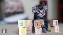 Cutest Rescue Kitten Learns his ABCs with Baby Blocks! - Kitten Love