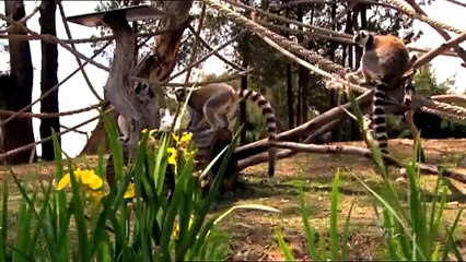 Wild Life At The Zoo | Trailer | Starts Wednesday, 18 April at 8pm, ABC1