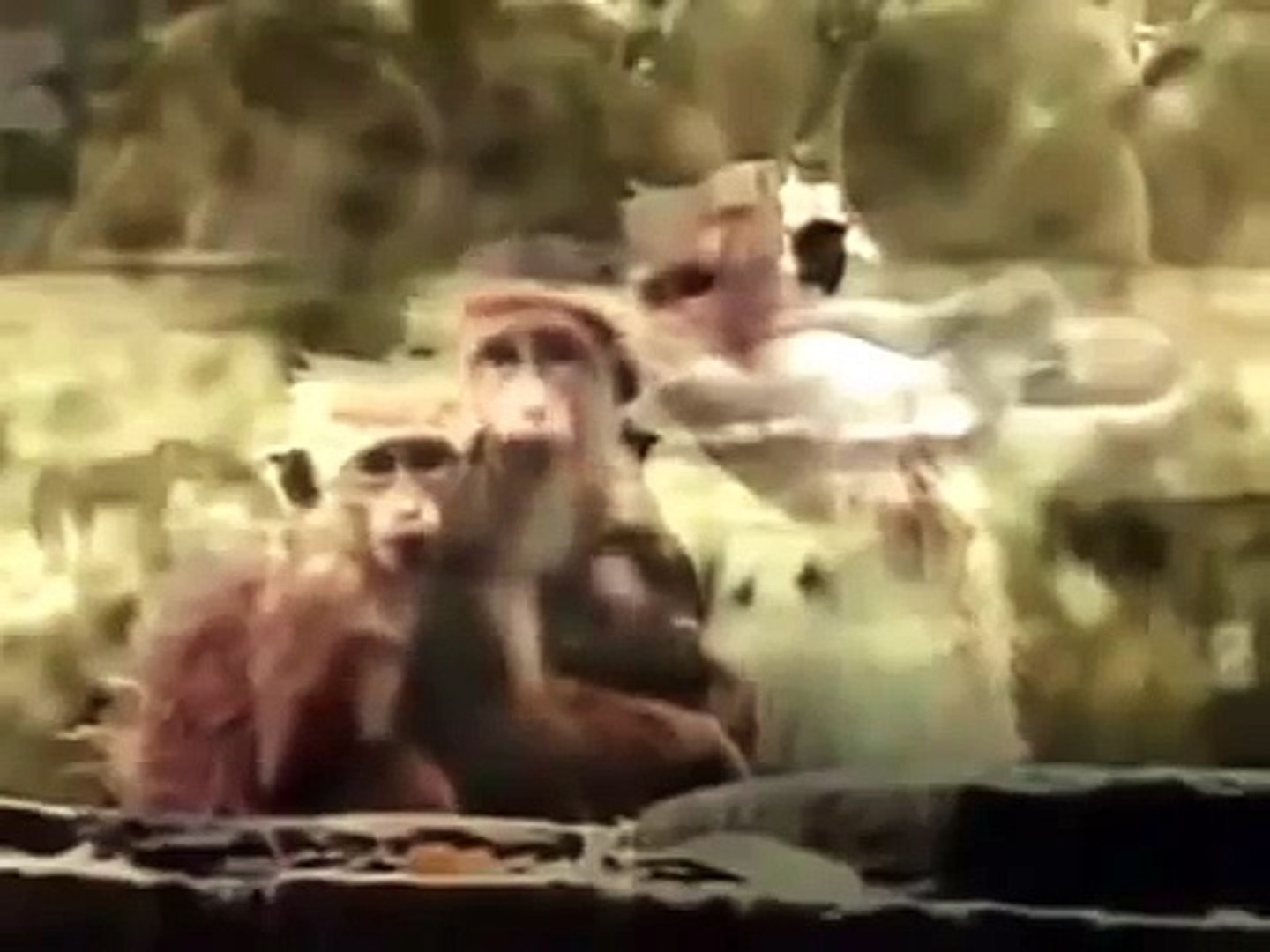 Documentary - The Hyenas Families - National Geographic Documentary