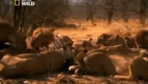 watch Lions Fighting To Death For Territory [Full Length Nature Wildlife Documentary]