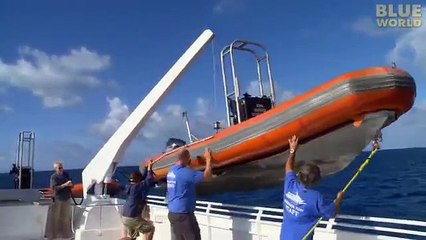watch Jonathan Bird s Blue World  Humpback Whales