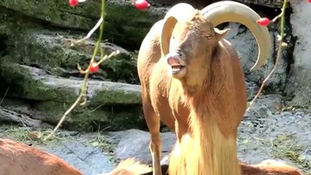 Jurassic Goat (Jurassic Park Goat Version)