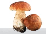 Top 10 Mushroom Producing Countries