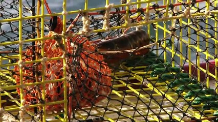 Fish and Aquaculture Americas Heartland: Episode 914