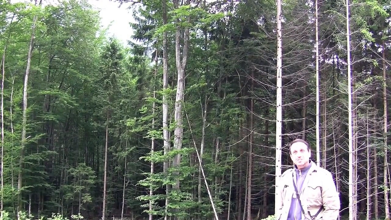 Unknown Creatures Caught on Tape 3