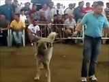 Kangal vs Rottweiler - köpek dövüşü videoları 18