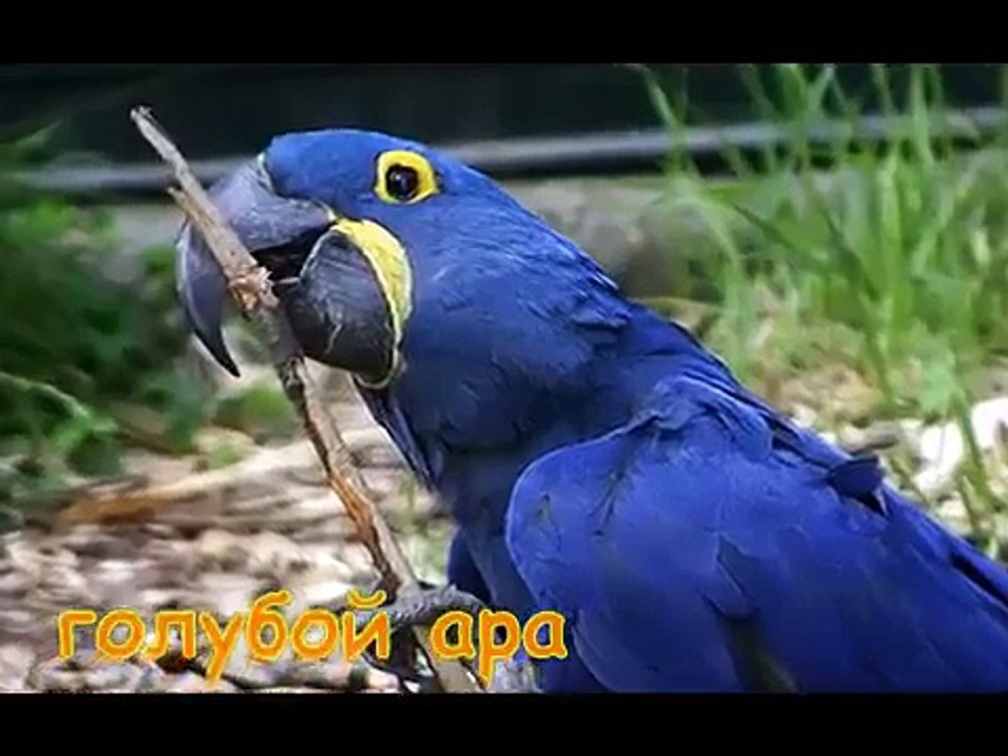 ⁣Самые редкие животные планеты | Развивающее видео для детей | Rare animal planet