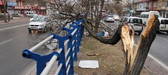 Rüzgar ağaçları devirdi