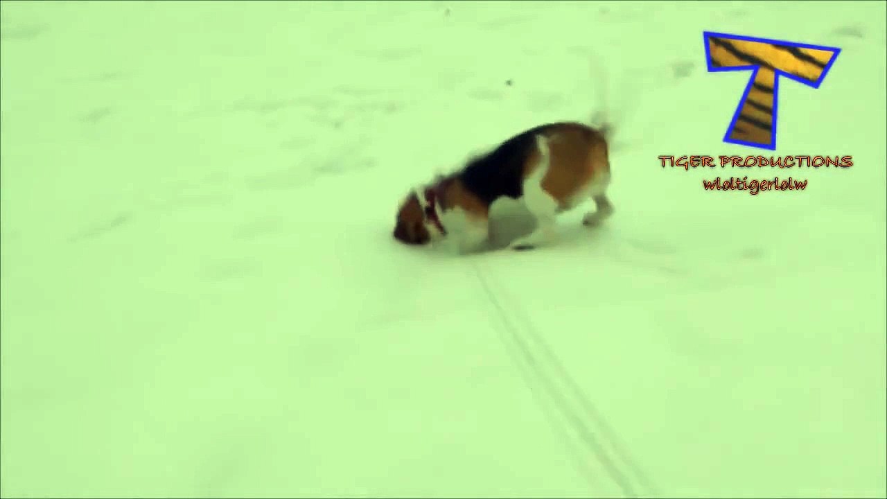 Tough winter day for the dog - Funny dog video