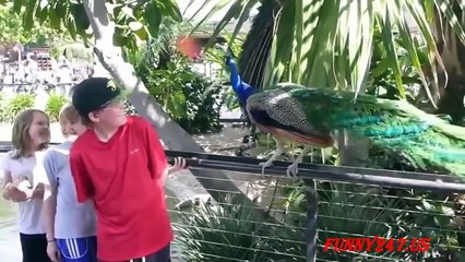 Peacock Attack Human Angry Funny Bird