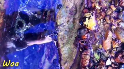 Octopus walking on the land