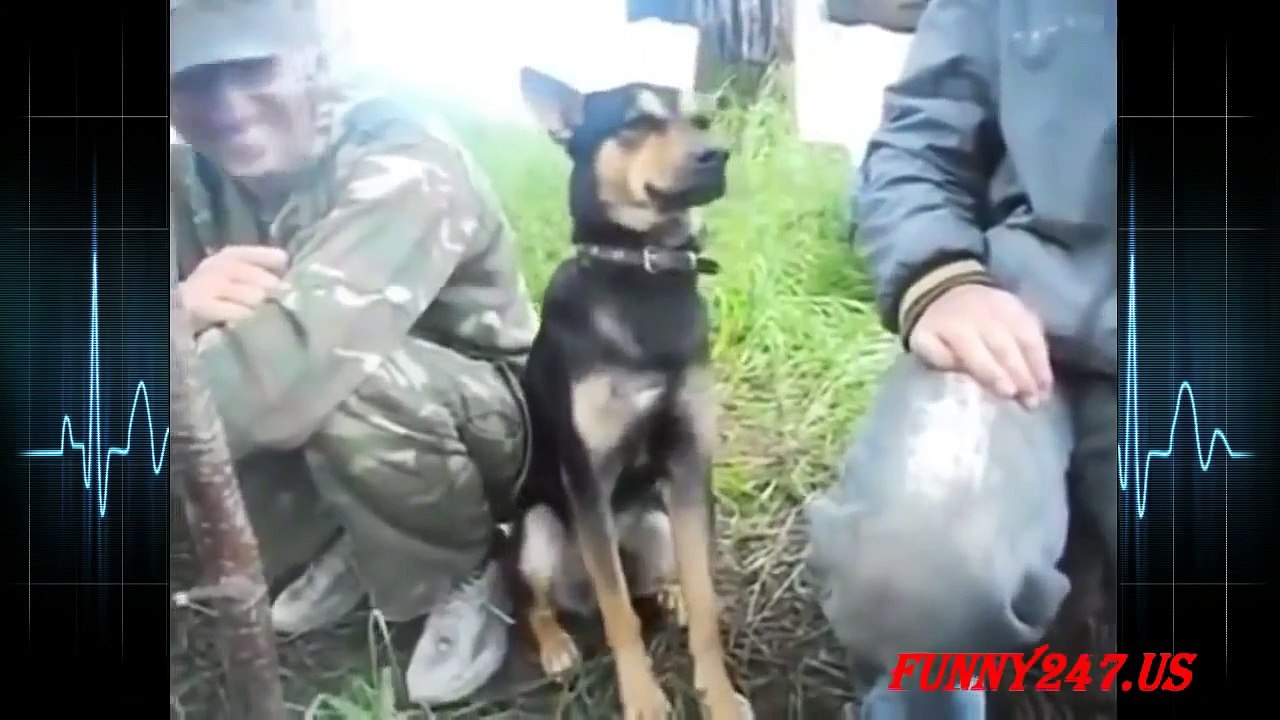 Ultimate Drunk Dogs