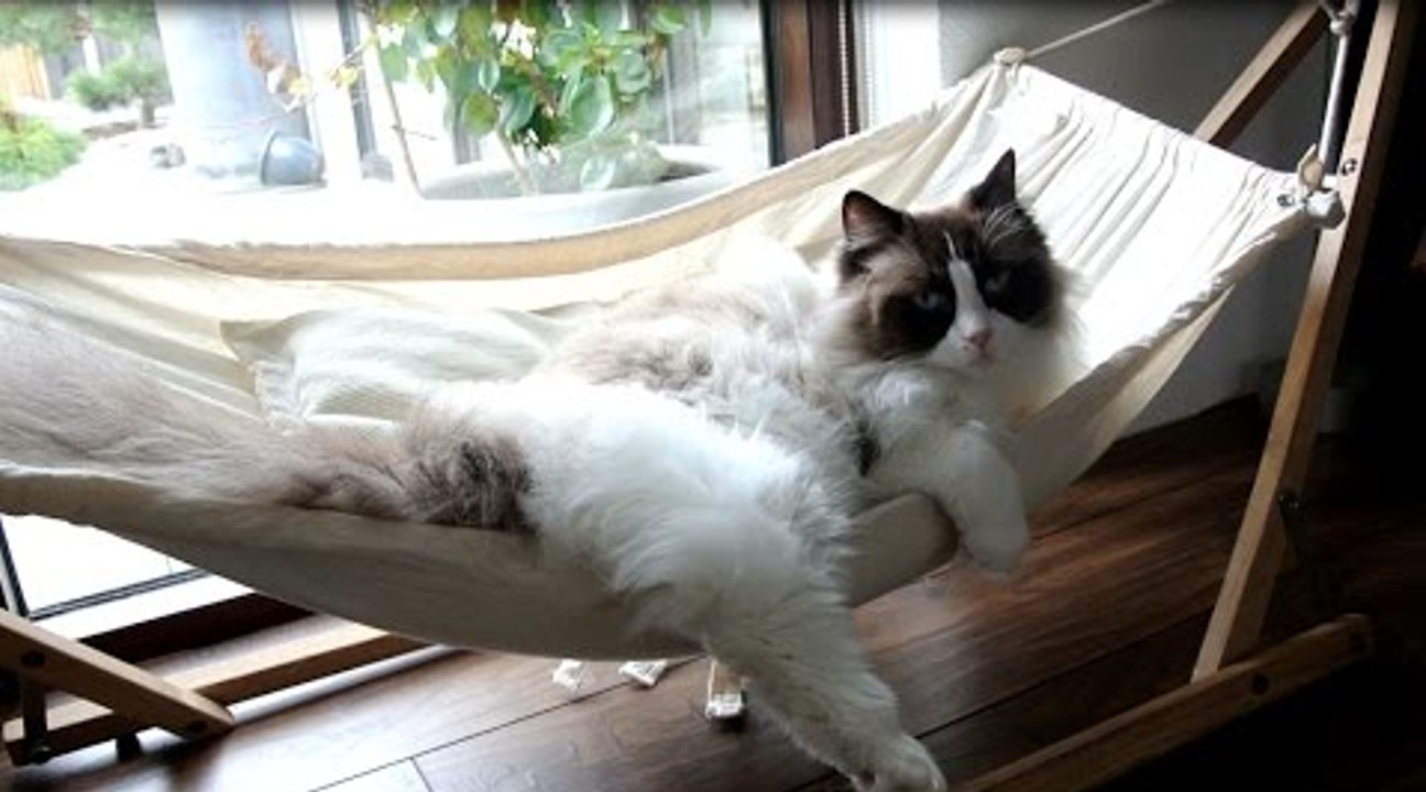 Un chat essaie pour la première fois son premier hamac