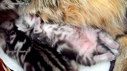 Милейшие котята во сне