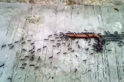 Des fourmis contre un mille-pattes