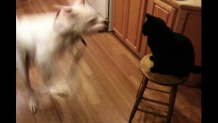 Animal Compilation- Slapping Cats!