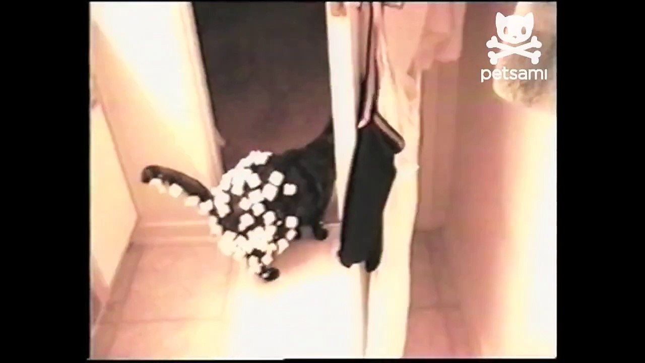 Black cat covered in styrofoam pellets