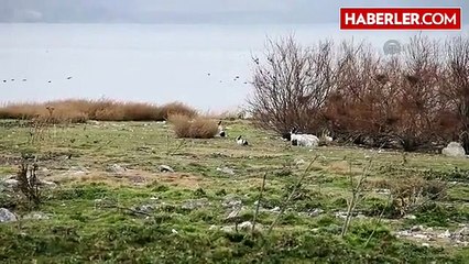 Hazar Gölü'nün "Uzun Kulaklı" Sakinleri