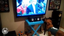 Pets Who Are Huge Sports Fans (Awesome Compilation)