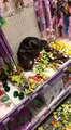 Lost cat rolling around in catnip toys in pet store!