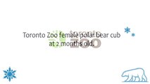 Toronto Zoo Female Polar Bear Cub at 2 Months Old
