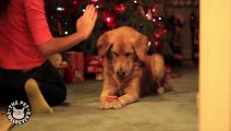 Golden Retriever Drools for Treats -- Adorable!