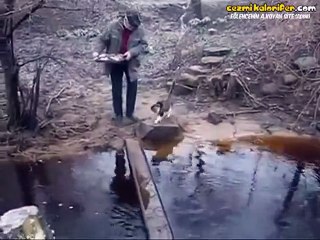 Köprüden Geçerken Suya Basmak İstemeyen Kedi