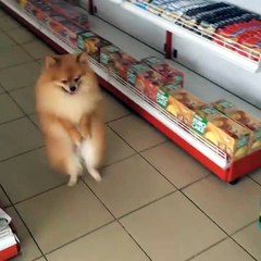 İnsan gibi yürüyen köpek :))