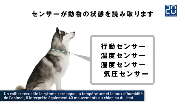 Comprendre son chien et son chat avec son smartphone : L'invention qui vient du Japon