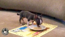 Levitating Pup || Puppy Levitates When Eating