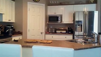 Dog Jumps to Smell Cookies