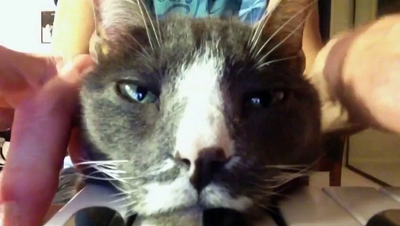 Nyan Nyan KeyBoard Cat, Ghost of Keyboard Cat playing Nyan Nyan piano