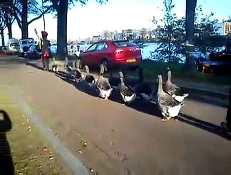 BEST LOGAN PAUL Vines Compilations Video 2015 | Logan Paul Vine (All 2015 Vines)