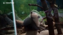 Giant panda plays 'energetically' at Taipei Zoo