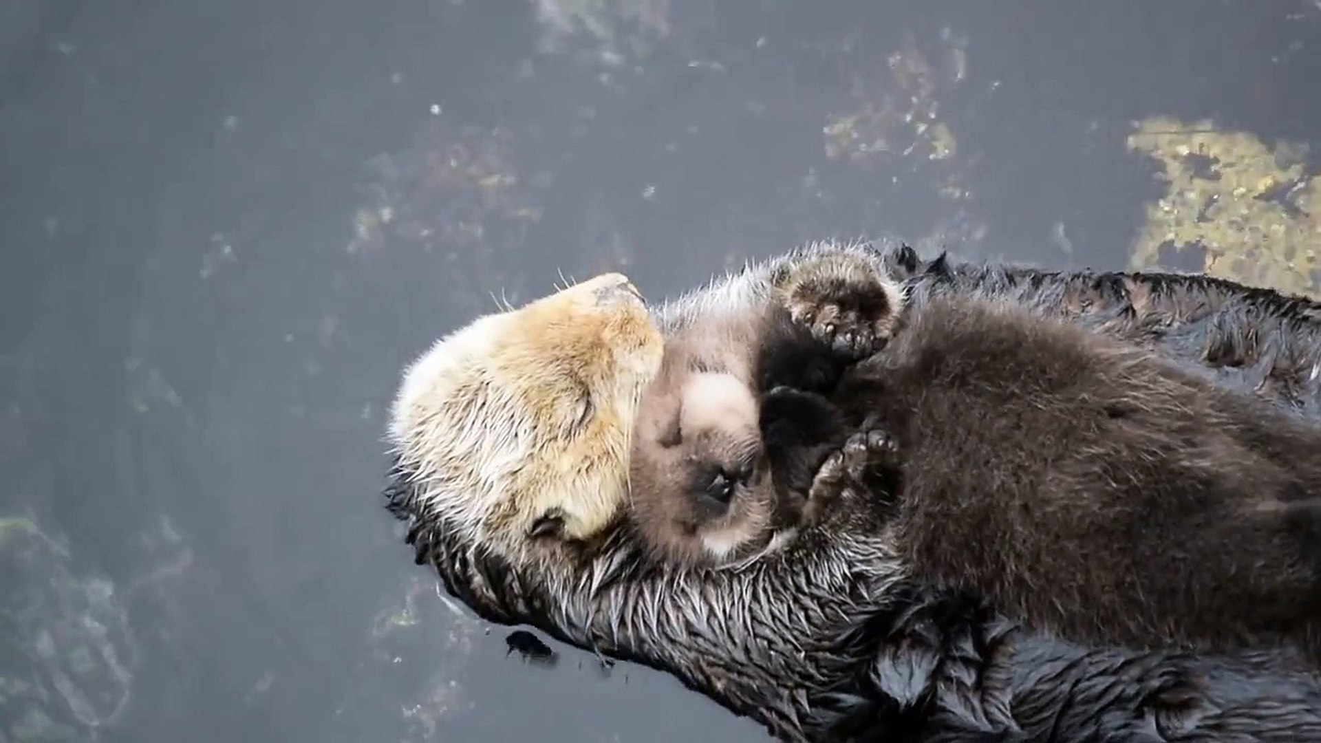 Emouvante scène d'une loutre de mer avec son bébé