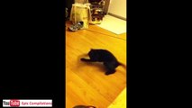 Epic Funny Cats, Cute Cats Compilation, 60 minutes! [HD] [HQ]